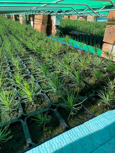 Boreal forest restoration